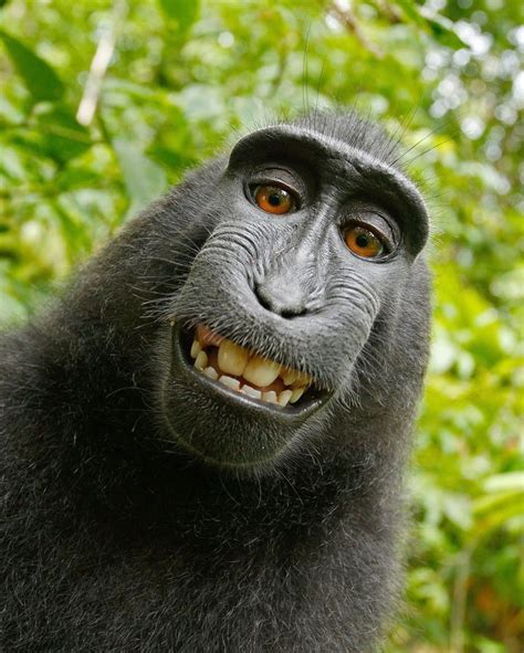 black monkey smiling meme