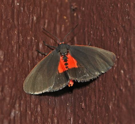 Black Moth With Red Highlights
