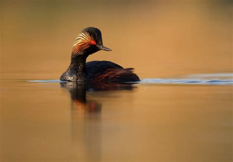 The Enchanting Black-Necked Grebe: A Bird of Beauty