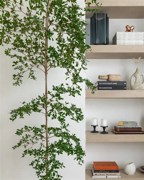 black olive tree indoor