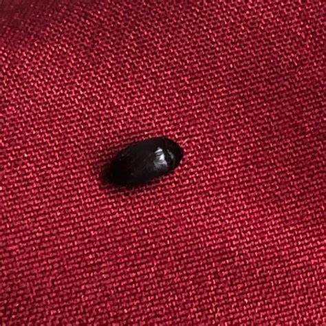 Black Oval Shaped Bed Bug