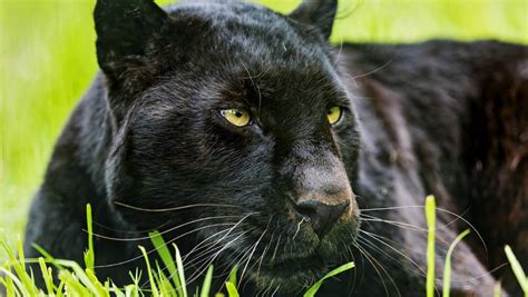 black panther animal latest news