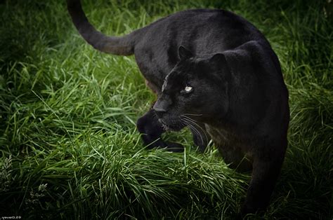 black panther in the wild