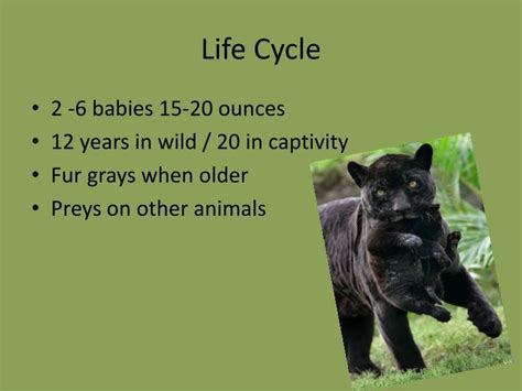 black panther lifespan in captivity