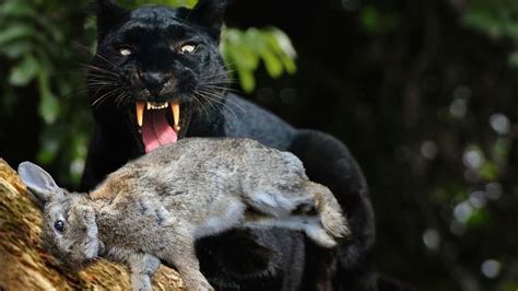 black panthers predators and prey