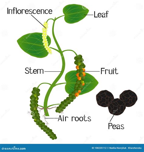 Black Pepper Diagram With Label