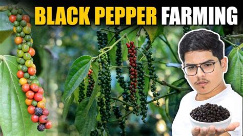 Black Pepper Farming Time