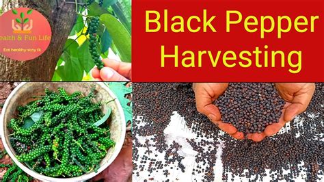 Black Pepper Harvesting Process