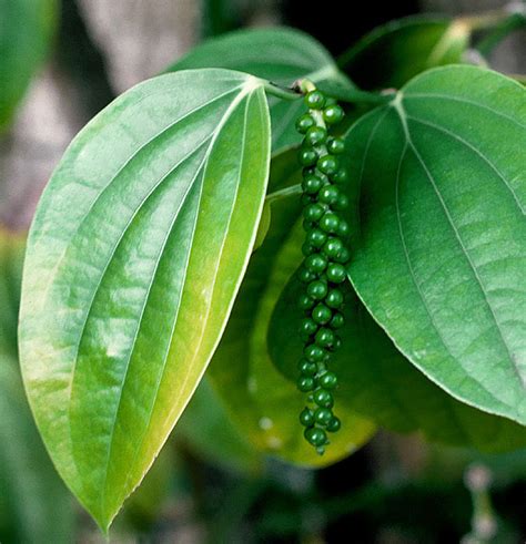 Black Pepper Leaf Uses