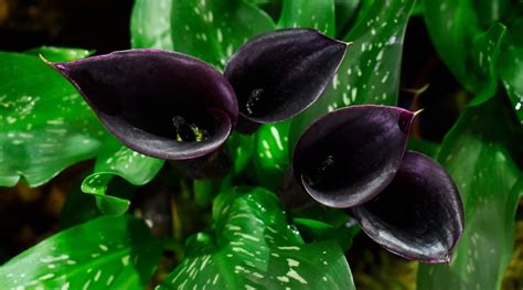 Black Plants - The Trendy And Versatile Way To Re-Style Your Garden In 2023