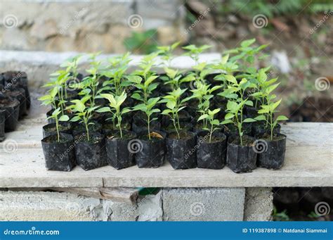 black plastic bag for plants