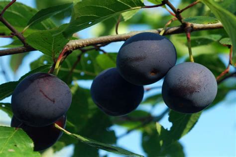 Black Plums Uk