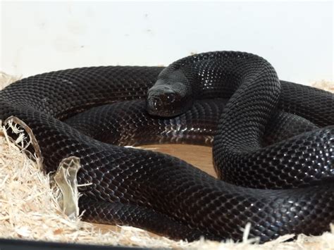 black python snake