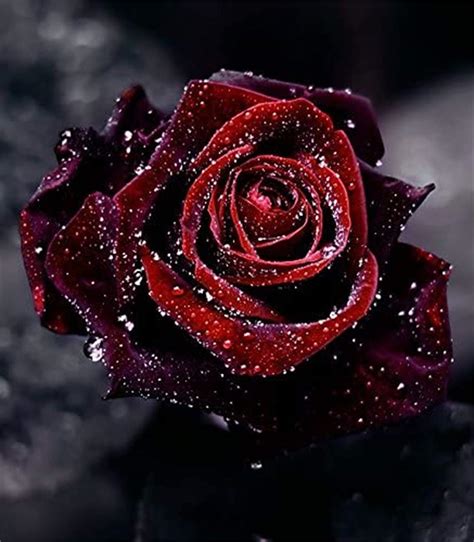 The Enigmatic Allure of Black Red Rose: Unveiling its Secrets