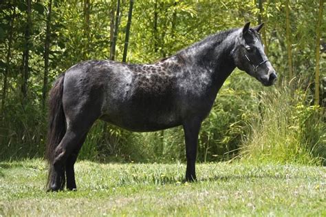 black reverse dapple horse wild horse islands