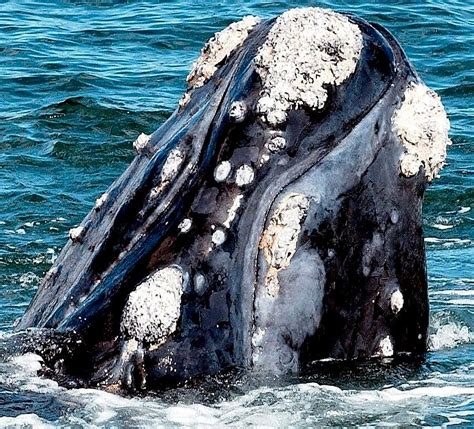 black right whale