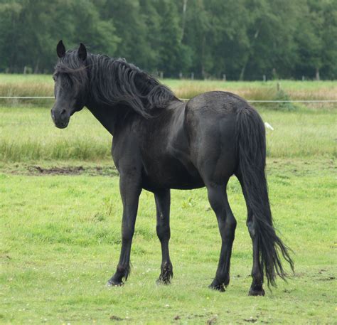 black rocky mountain horse
