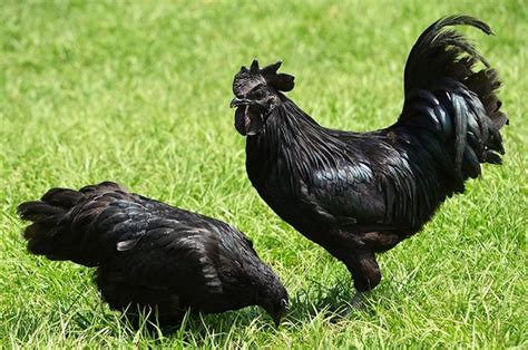 black rooster near me