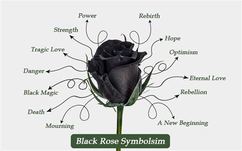 Black Rose Meaning Decoded: Symbolism and Intrigue Explored