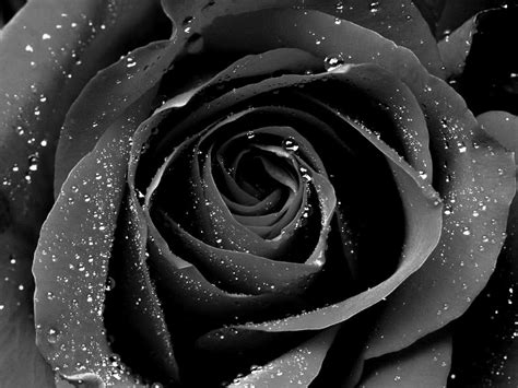 Black Rose Wallpaper Themes