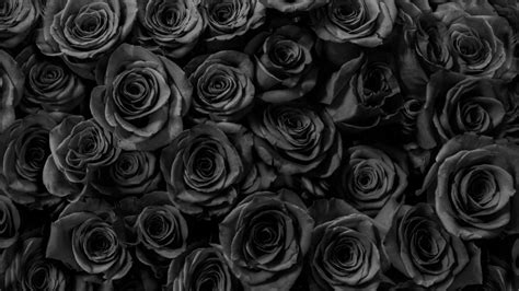 Dark and Mysterious: Exploring the Beauty of Black Roses Backgrounds