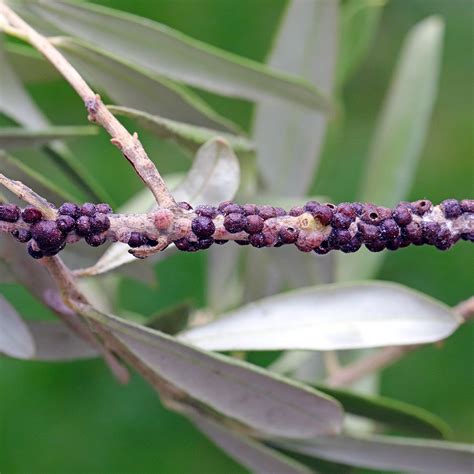 Black Scale Bug On Olive Trees