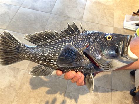 black sea bass fish