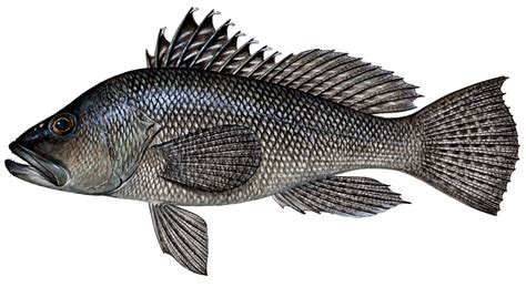 black sea bass fish in tagalog