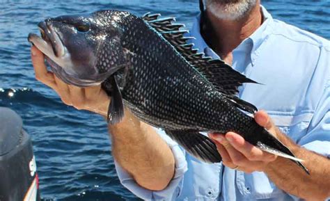 black sea bass fishing bait