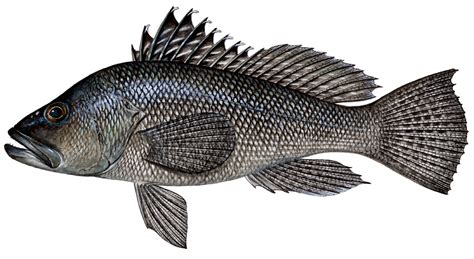 black sea bass images