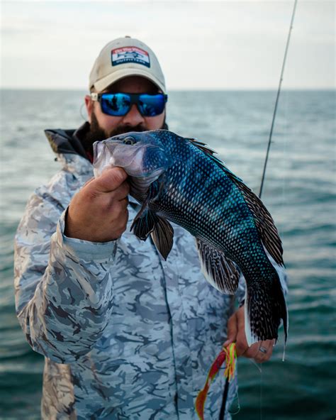 black sea bass massachusetts