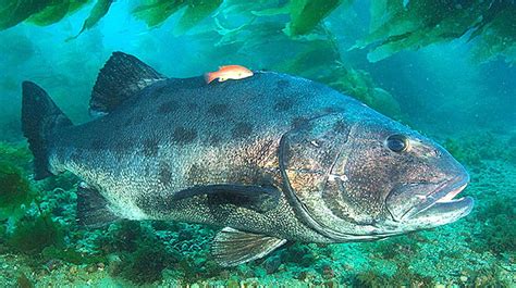 black sea bass scientific name