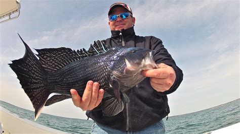 black sea bass season massachusetts