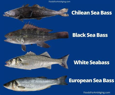 black sea bass vs chilean sea bass taste