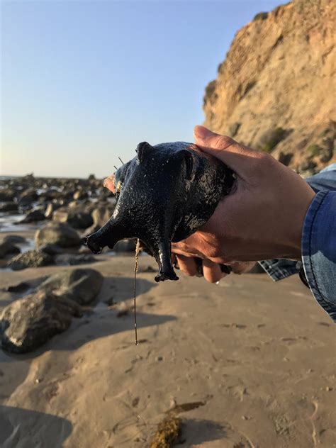 black sea hare edible