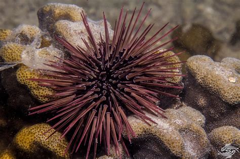 black sea urchin spines