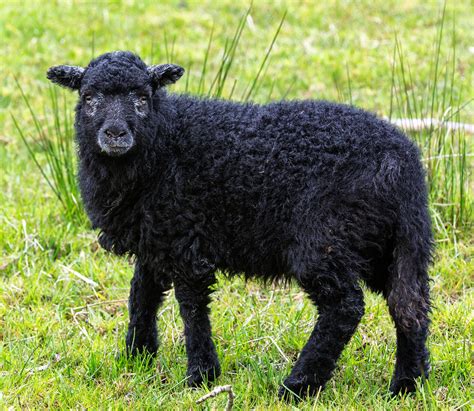 black sheep wool