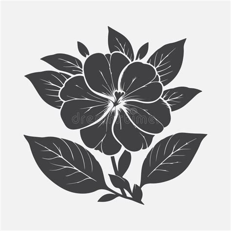 Impatiens Silhouette series Flowers, Rose, Plants