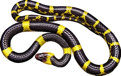 black snake yellow band