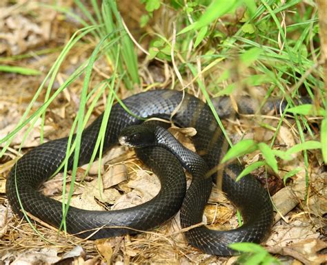 Black Snakes Nc