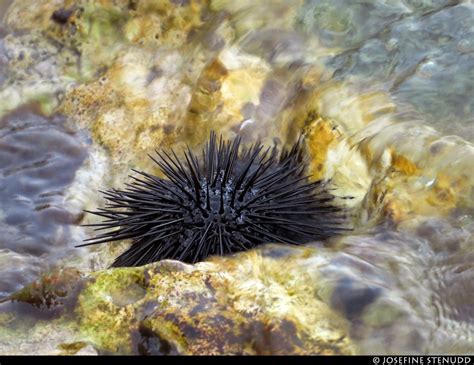 black spiky sea urchin