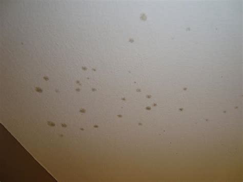 black spots on ceiling in bedroom