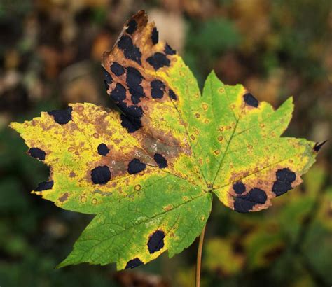 black spots on maple tree