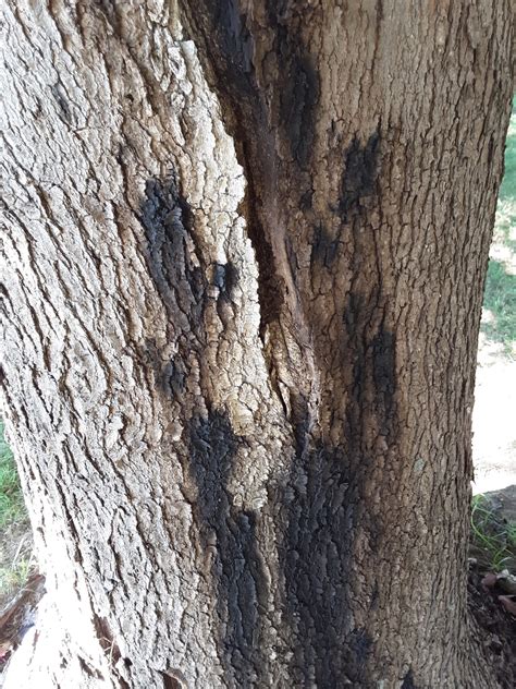 black spots on maple tree bark