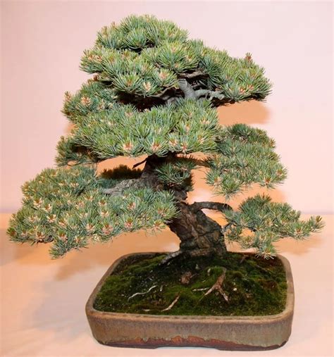 black spruce bonsai images