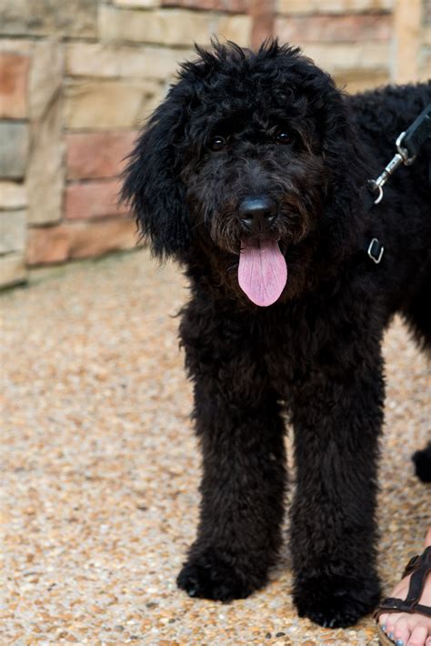 black standard goldendoodle