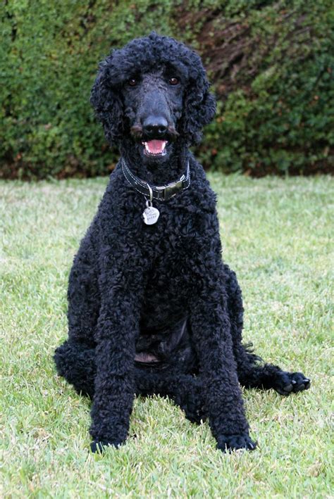 Black Standard Poodle