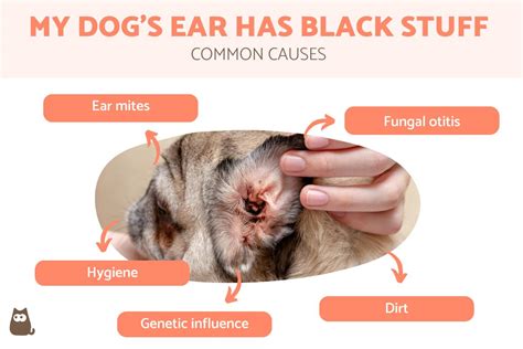 Black Stuff Dogs Ear