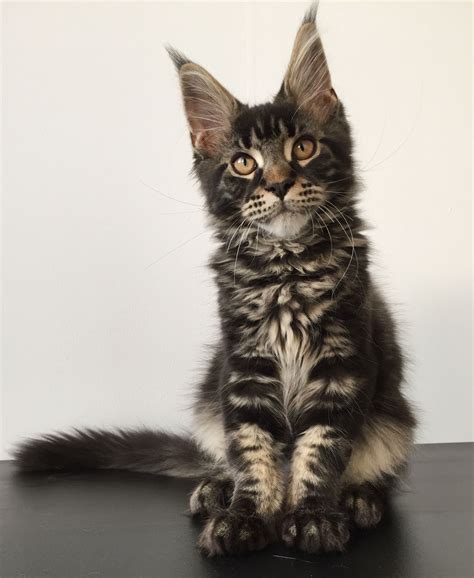 black tabby maine coon