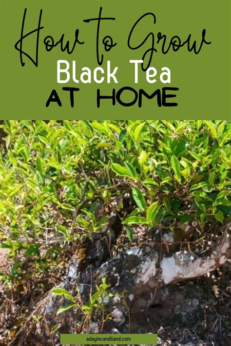 Black Tea And Plants